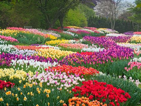 玉合公園裡的花開得真美